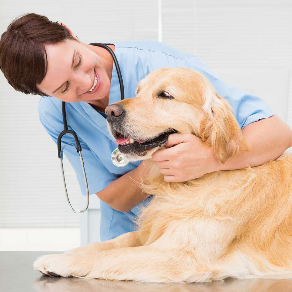 Pet Clinic near Riverside, CA, empire pet vet 