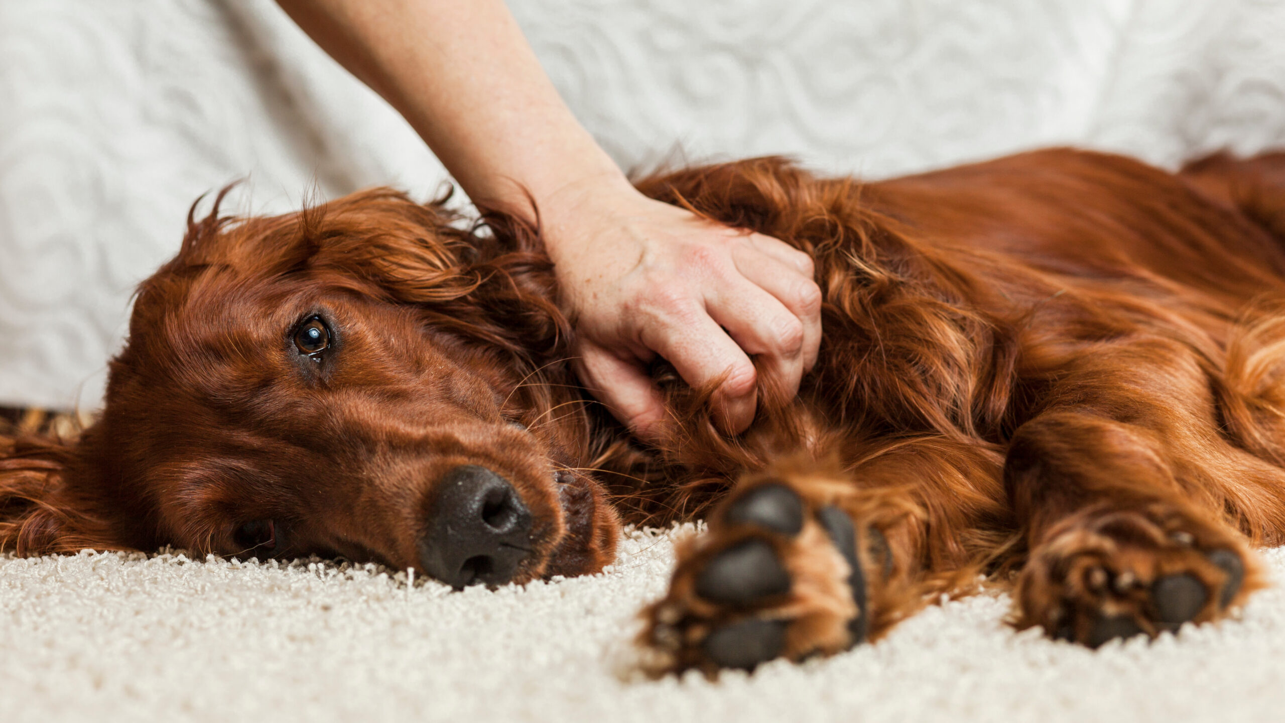 24 hour animal hospital