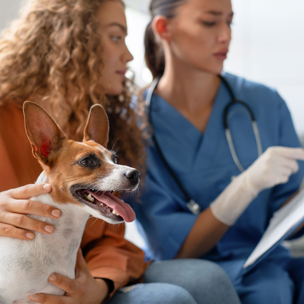 Animal Hospital in Anaheim - Clear Communication for Best Results