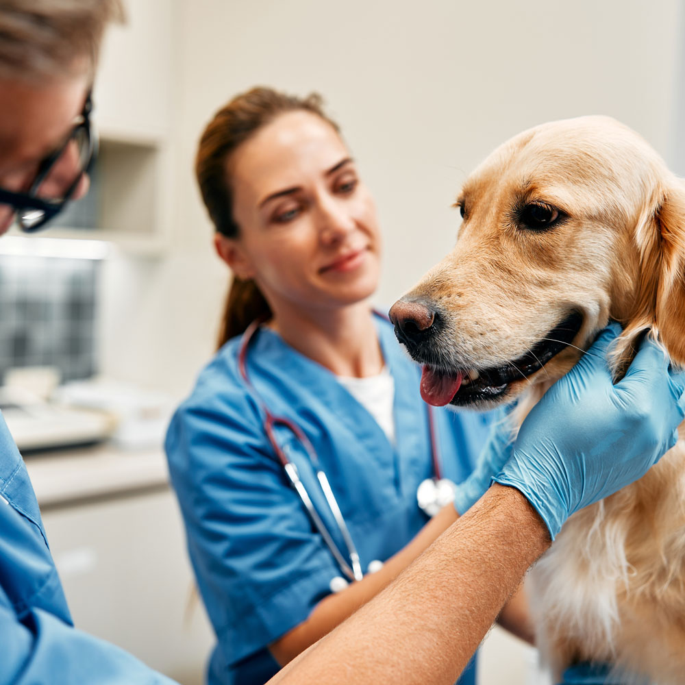 Animal Hospital in Anaheim - Comprehensive Care for Dogs and Cats