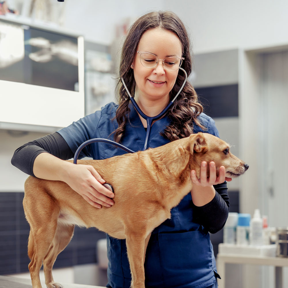 Pet Comfort and Safety - CASE Animal Hospital and Vet Care in Anaheim