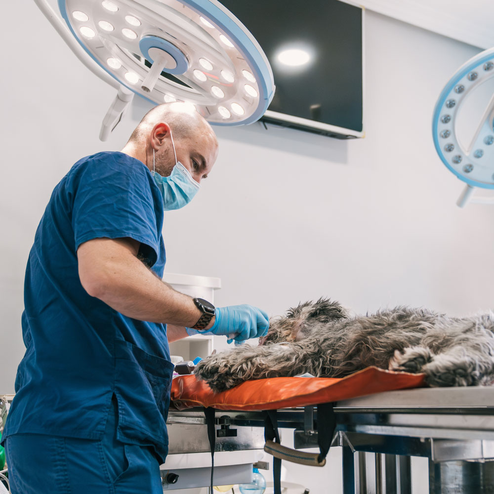 Emergency Vet, Specialty Vet, Neurology / Neurosurgery, Cardiology, and Other Type of Pet Health Services