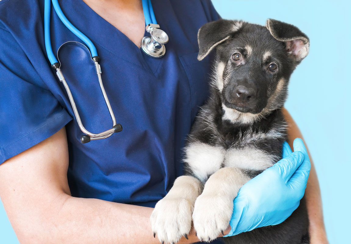 Emergency Vet Care