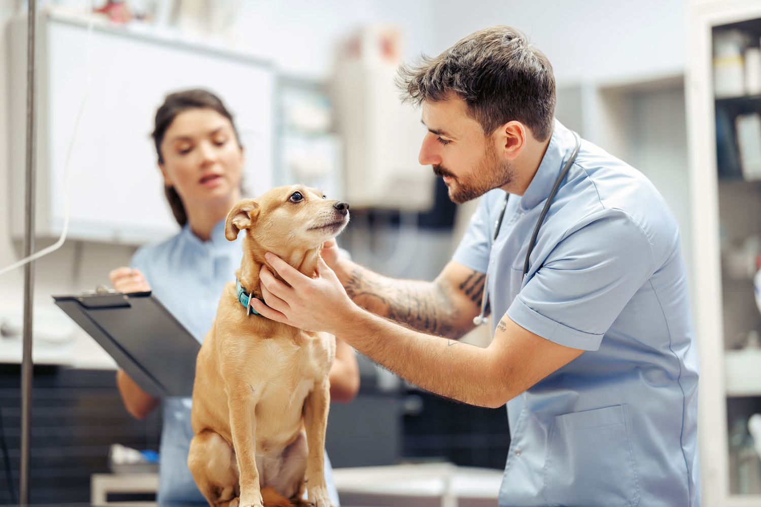 Team of Vets - Caring, Compassionate, and Experienced - CASE in Anaheim CA