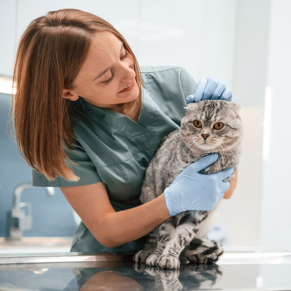 Veterinary Careers in Anaheim CA Veterinary Careers in Anaheim CA