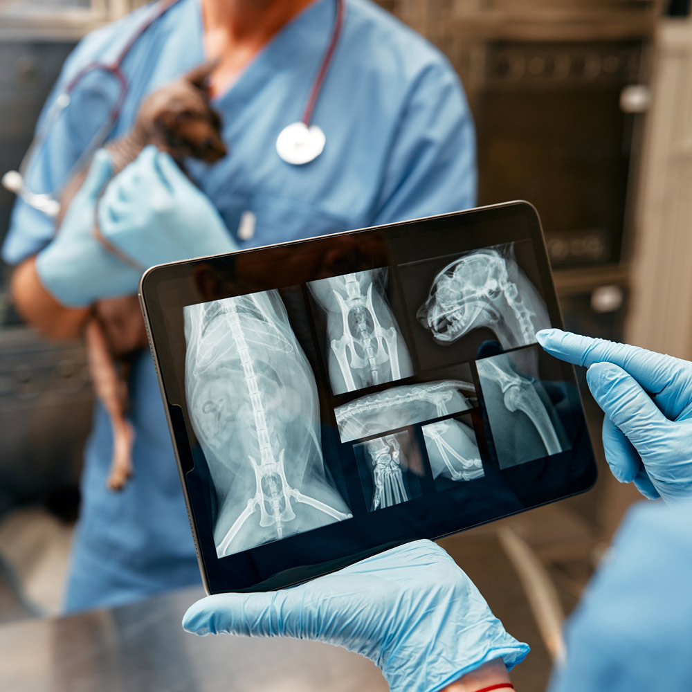 Advanced Imaging for Pets in Anaheim - Specializing in Dog and Cat Imaging and Diagnostics