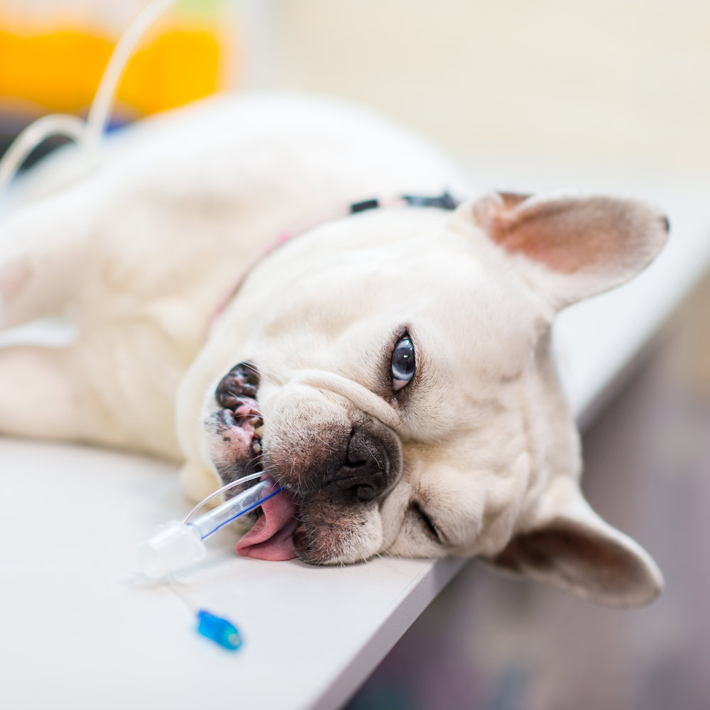 Anesthesia and Pain Management for Dogs and Cats in Anaheim - CASE Animal Hospital