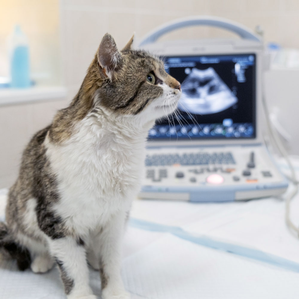 Animal Ultrasound / Internal Medicine by CASE Animal Hospital in Anaheim Animal Ultrasound / Internal Medicine by CASE Animal Hospital in Anaheim