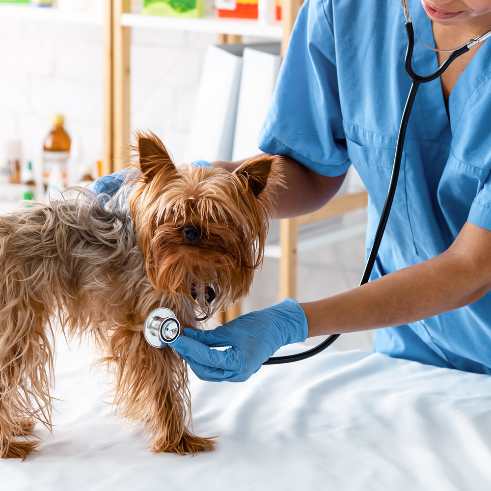 Cardiology for Pets in Anaheim - Specializing in Dog and Cat Heart Health