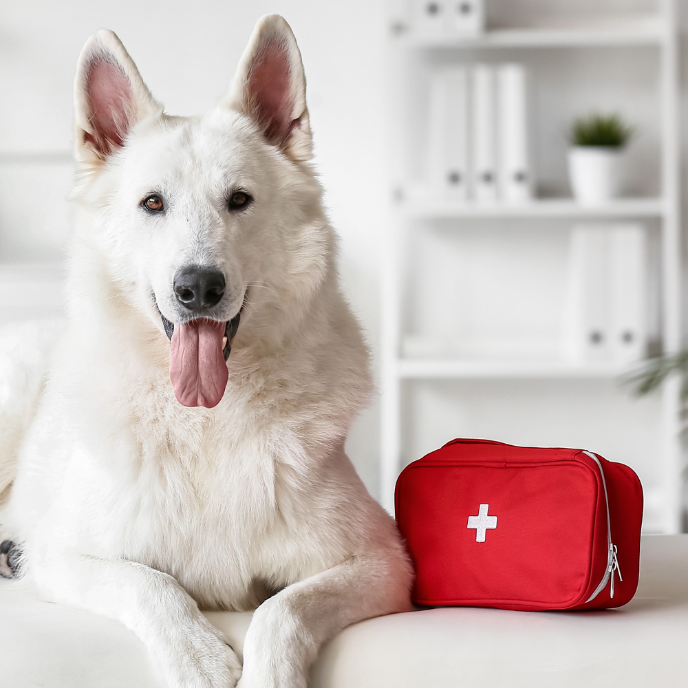 Dog Emergency Care / Cat Urgent Care. CASE Animal Hospital Anaheim