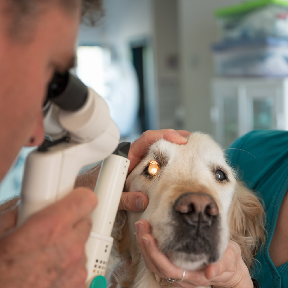 Ophthalmology for Dogs and Cats in Anaheim - CASE Animal Hospital
