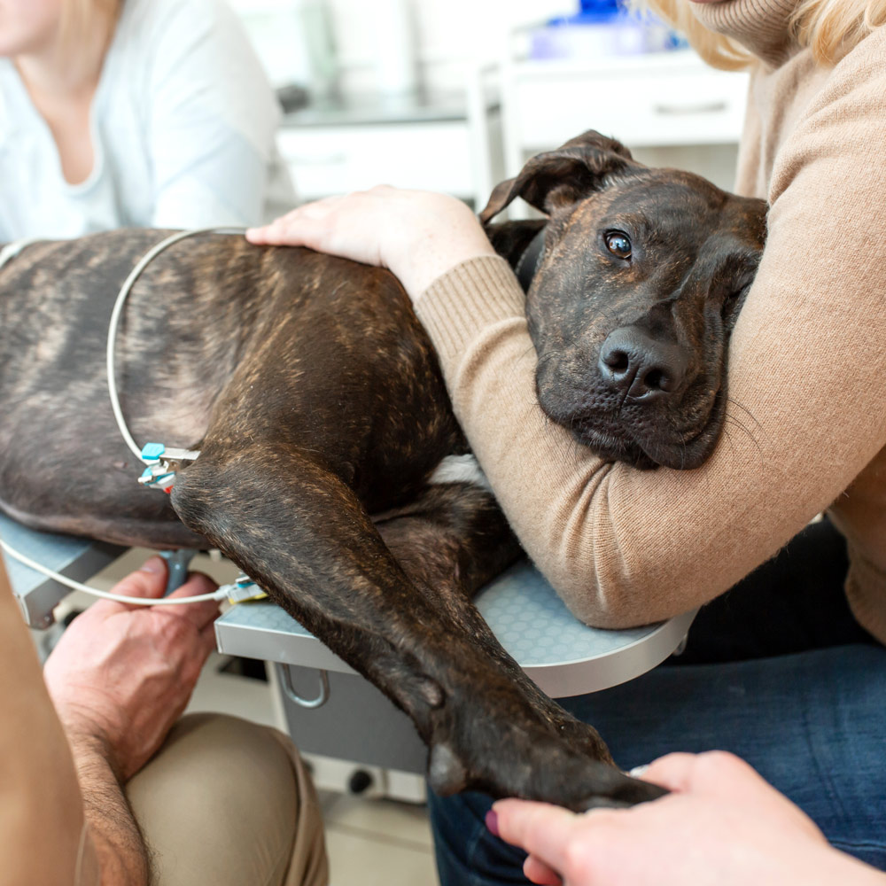 Cardiologist Performing EKG on a Dog in Anaheim - CASE Animal Hospital