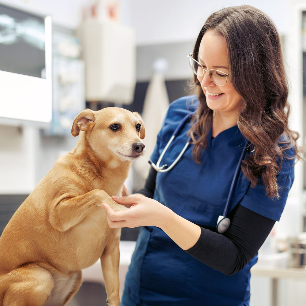 Internal Medicine for Pets – CASE Animal Hospital in Anaheim CA Internal Medicine for Pets - CASE Animal Hospital in Anaheim CA