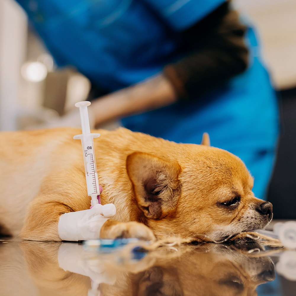 Pet Anesthesia and Pain Management Services at CASE Animal Hospital in Anaheim