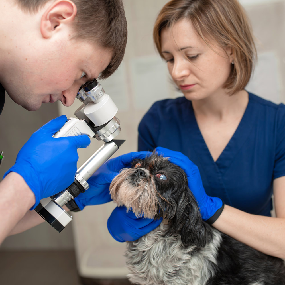 Pet Eye Health Experts - CASE Animal Hospital in Anaheim