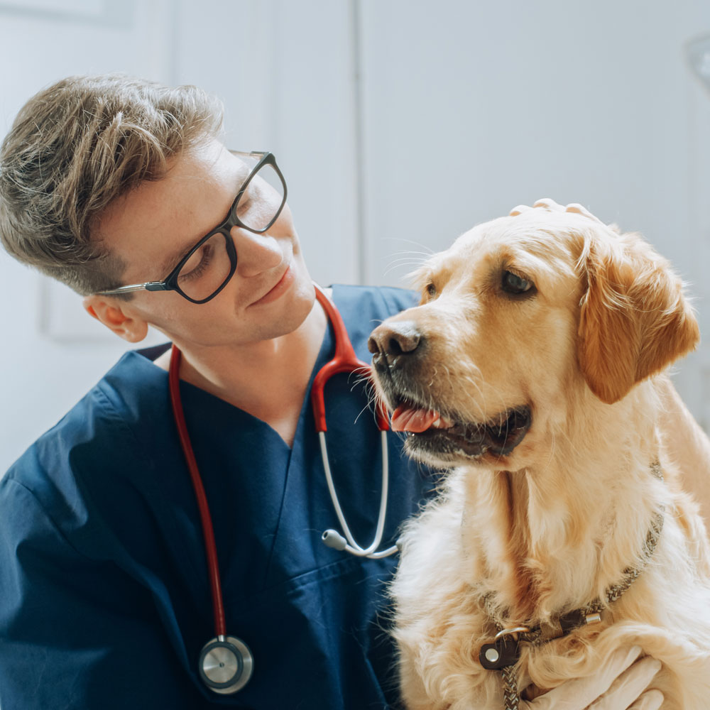Pet Oncology and Cancer Experts in Anaheim CA
