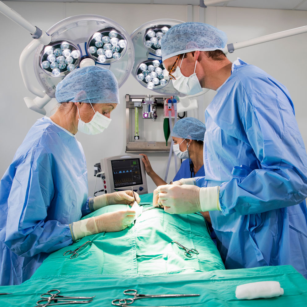 Pet Surgery in Anaheim – Specializing in Dog and Cat Surgery Pet Surgery in Anaheim - Specializing in Dog and Cat Surgery