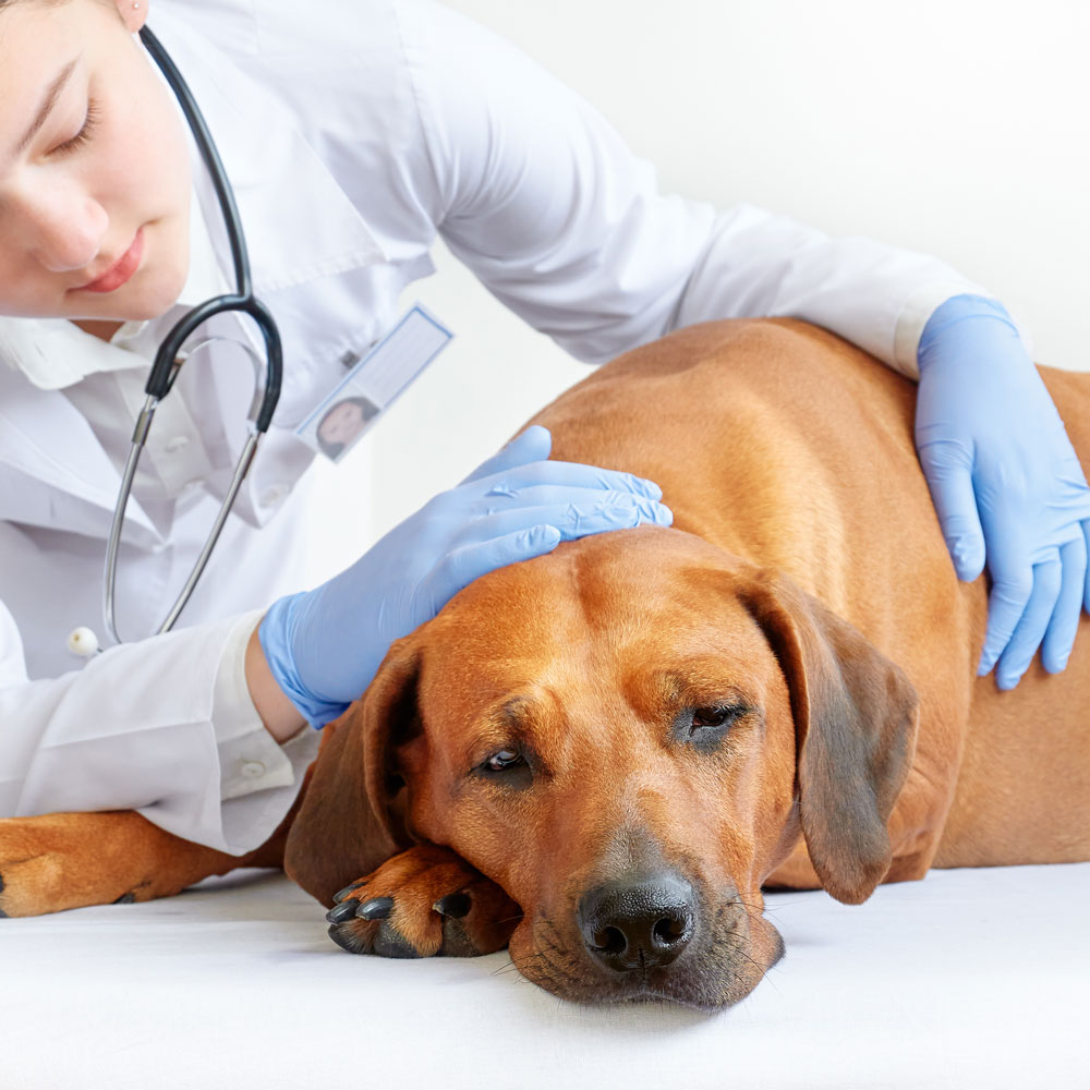 Pet Surgery – Minimally Invasive Surgery for Dogs and Cats in Anaheim Pet Surgery - Minimally Invasive Surgery for Dogs and Cats in Anaheim