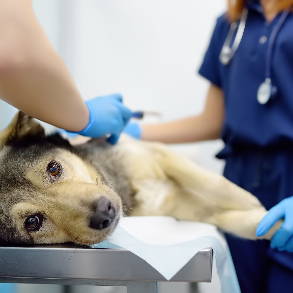 Dog Treated for Cancer at CASE Animal Hospital in Anaheim CA