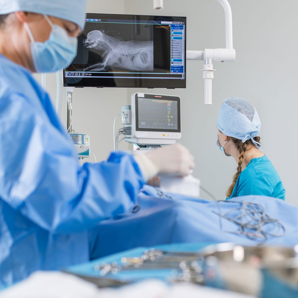 Surgery Center for Pets in Anaheim – CASE Animal Hospital Surgery Center for Pets in Anaheim - CASE Animal Hospital