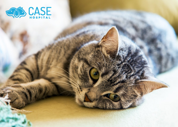 Alerting Signals That Your Dog or Cat Might Be Suffering a Cardiovascular Problem