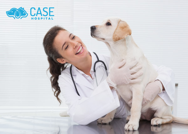 What Are the Common Veterinary Emergencies for Pets?