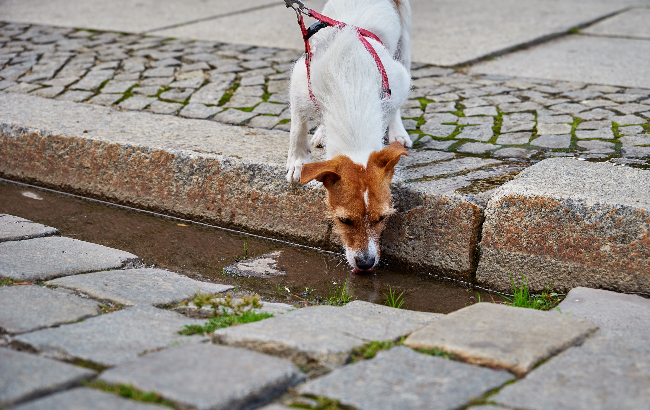 Leptospirosis in Dogs: What dog owners in Orange County CA need to know - CASE Animal Hospital