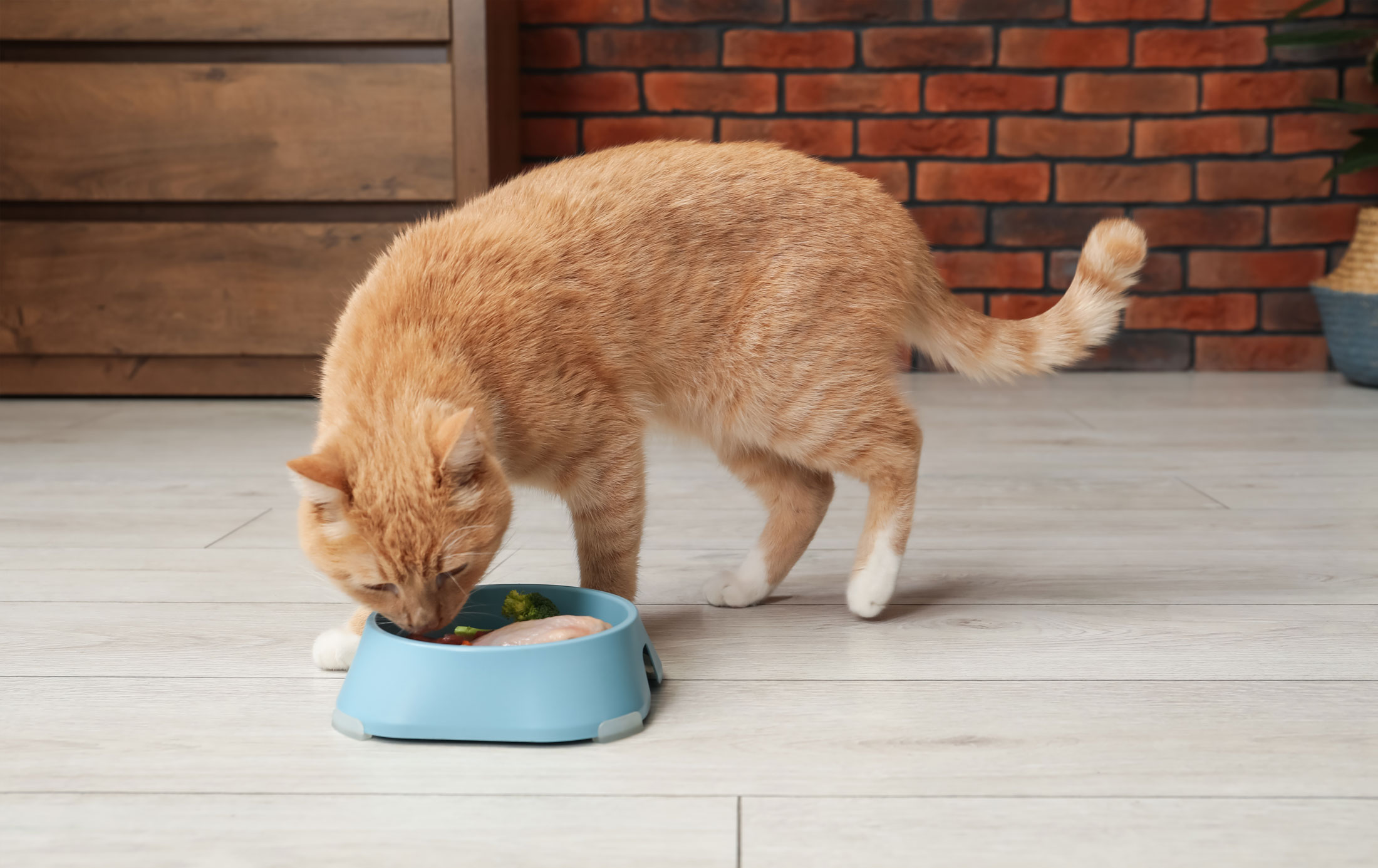 Raw Pet Food and Bird Flu Risk in Cats: What California Pet Owners Need to Know