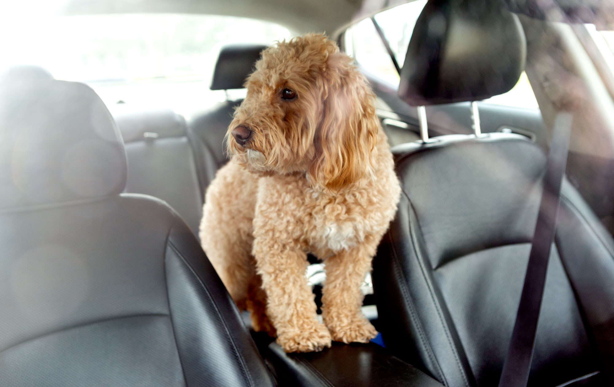 Summer Safety Tips for Dogs by CASE Animal Hospital