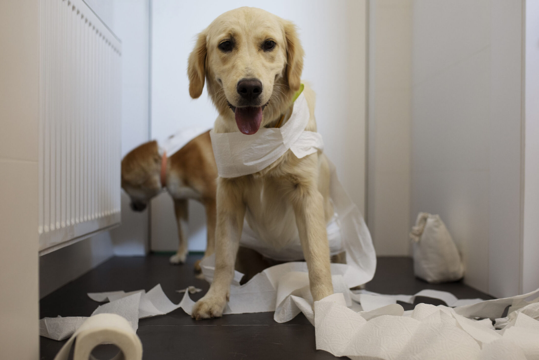 Understanding Pet Poisoning: Common Household Toxins and Symptoms