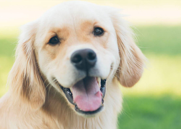 The Benefits of 24/7 Emergency Vet Services for Pet Owners