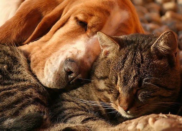 How to Know When Your Pet Needs Urgent Care